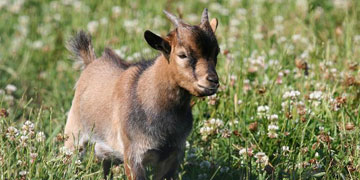 Les mini animaux en éco pâturage